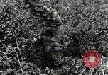 Image of Silkworm Cultivation in Japan Japan, 1934, second 21 stock footage video 65675025111