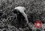 Image of Silkworm Cultivation in Japan Japan, 1934, second 22 stock footage video 65675025111