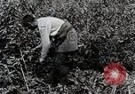 Image of Silkworm Cultivation in Japan Japan, 1934, second 23 stock footage video 65675025111