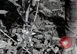 Image of Silkworm Cultivation in Japan Japan, 1934, second 24 stock footage video 65675025111