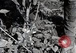 Image of Silkworm Cultivation in Japan Japan, 1934, second 25 stock footage video 65675025111