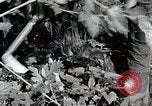 Image of Silkworm Cultivation in Japan Japan, 1934, second 29 stock footage video 65675025111