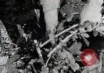 Image of Silkworm Cultivation in Japan Japan, 1934, second 30 stock footage video 65675025111