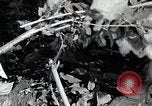 Image of Silkworm Cultivation in Japan Japan, 1934, second 34 stock footage video 65675025111