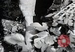 Image of Silkworm Cultivation in Japan Japan, 1934, second 36 stock footage video 65675025111