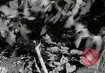 Image of Silkworm Cultivation in Japan Japan, 1934, second 37 stock footage video 65675025111