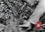 Image of Silkworm Cultivation in Japan Japan, 1934, second 39 stock footage video 65675025111
