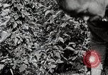 Image of Silkworm Cultivation in Japan Japan, 1934, second 40 stock footage video 65675025111