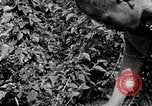 Image of Silkworm Cultivation in Japan Japan, 1934, second 41 stock footage video 65675025111