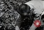 Image of Silkworm Cultivation in Japan Japan, 1934, second 46 stock footage video 65675025111