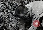 Image of Silkworm Cultivation in Japan Japan, 1934, second 48 stock footage video 65675025111