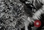 Image of Silkworm Cultivation in Japan Japan, 1934, second 50 stock footage video 65675025111