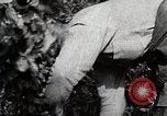 Image of Silkworm Cultivation in Japan Japan, 1934, second 53 stock footage video 65675025111