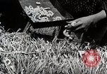 Image of Silk Production in Japan Japan, 1934, second 36 stock footage video 65675025112