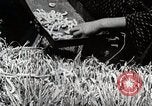 Image of Silk Production in Japan Japan, 1934, second 39 stock footage video 65675025112