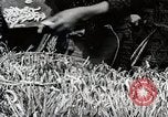 Image of Silk Production in Japan Japan, 1934, second 40 stock footage video 65675025112