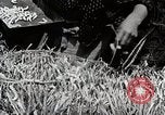 Image of Silk Production in Japan Japan, 1934, second 41 stock footage video 65675025112