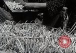 Image of Silk Production in Japan Japan, 1934, second 43 stock footage video 65675025112