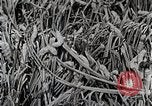 Image of Silk Production in Japan Japan, 1934, second 47 stock footage video 65675025112