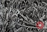Image of Silk Production in Japan Japan, 1934, second 48 stock footage video 65675025112