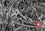 Image of Silk Production in Japan Japan, 1934, second 49 stock footage video 65675025112