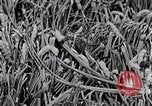 Image of Silk Production in Japan Japan, 1934, second 50 stock footage video 65675025112