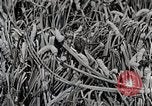 Image of Silk Production in Japan Japan, 1934, second 51 stock footage video 65675025112