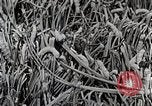Image of Silk Production in Japan Japan, 1934, second 52 stock footage video 65675025112