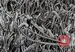 Image of Silk Production in Japan Japan, 1934, second 53 stock footage video 65675025112