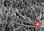 Image of Silk Production in Japan Japan, 1934, second 54 stock footage video 65675025112