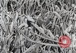 Image of Silk Production in Japan Japan, 1934, second 55 stock footage video 65675025112