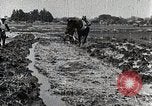 Image of Rice Field Leveling Japan, 1934, second 9 stock footage video 65675025113