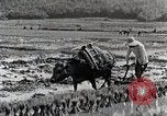 Image of Rice Field Leveling Japan, 1934, second 38 stock footage video 65675025113