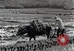 Image of Rice Field Leveling Japan, 1934, second 39 stock footage video 65675025113