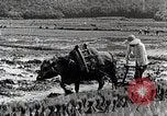 Image of Rice Field Leveling Japan, 1934, second 40 stock footage video 65675025113