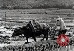 Image of Rice Field Leveling Japan, 1934, second 41 stock footage video 65675025113
