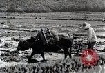 Image of Rice Field Leveling Japan, 1934, second 42 stock footage video 65675025113