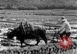 Image of Rice Field Leveling Japan, 1934, second 43 stock footage video 65675025113