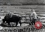 Image of Rice Field Leveling Japan, 1934, second 44 stock footage video 65675025113