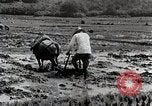 Image of Rice Field Leveling Japan, 1934, second 48 stock footage video 65675025113