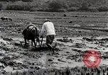 Image of Rice Field Leveling Japan, 1934, second 49 stock footage video 65675025113