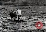 Image of Rice Field Leveling Japan, 1934, second 50 stock footage video 65675025113