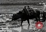 Image of Rice Field Leveling Japan, 1934, second 52 stock footage video 65675025113