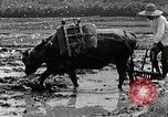 Image of Rice Field Leveling Japan, 1934, second 53 stock footage video 65675025113