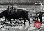 Image of Rice Field Leveling Japan, 1934, second 54 stock footage video 65675025113