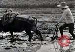 Image of Rice Field Leveling Japan, 1934, second 55 stock footage video 65675025113