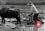 Image of Rice Field Leveling Japan, 1934, second 56 stock footage video 65675025113