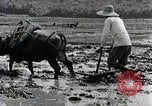 Image of Rice Field Leveling Japan, 1934, second 57 stock footage video 65675025113