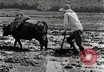 Image of Rice Field Leveling Japan, 1934, second 58 stock footage video 65675025113
