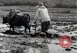 Image of Rice Field Leveling Japan, 1934, second 60 stock footage video 65675025113